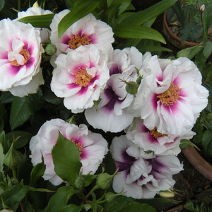 Violet pal - trandafir pentru straturi Floribunda